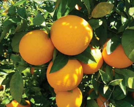 Valencia Orange Plant 1m