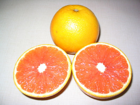 Cara Cara Orange Plant 1m