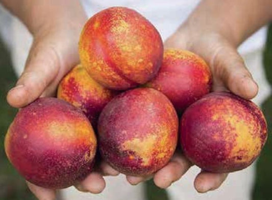 Nectarine Plant 1.5m