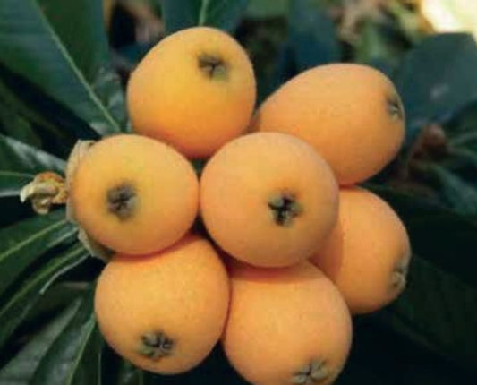 Grafted Loquat Plant 1.40m+