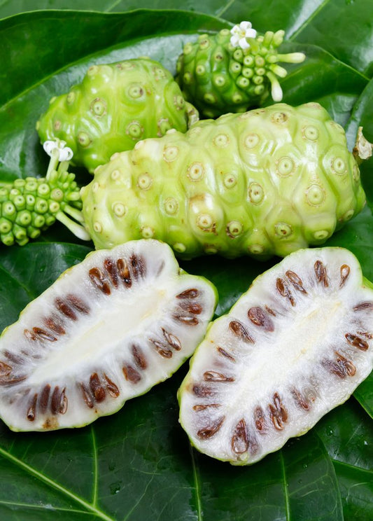 Small Noni Plant