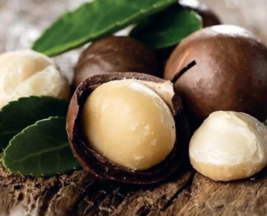 Macadamia Nut Plant 1.5m+