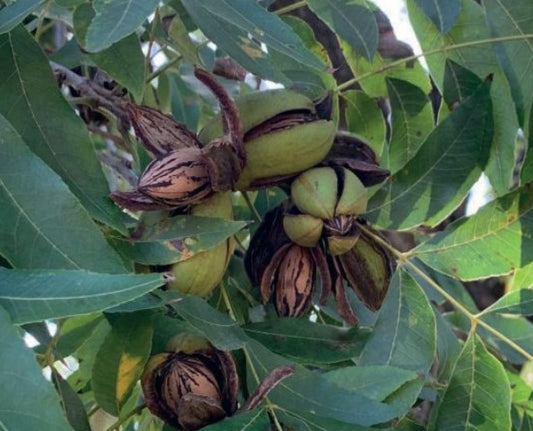 Pecan Plant 2.5m+