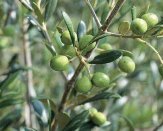 Early Olive Plant 1m