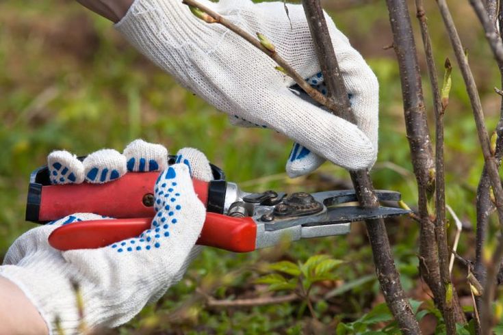 Pruning service