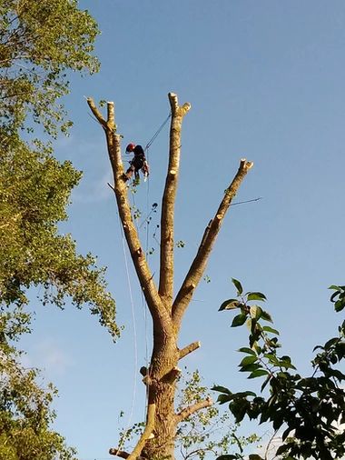 Pruning service