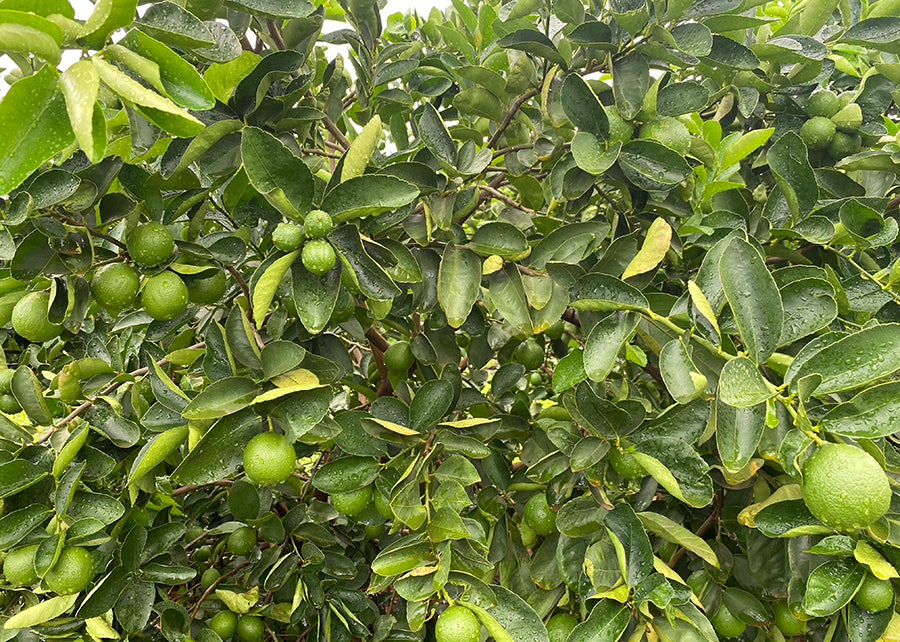 Tahiti Lemon Plant 1m