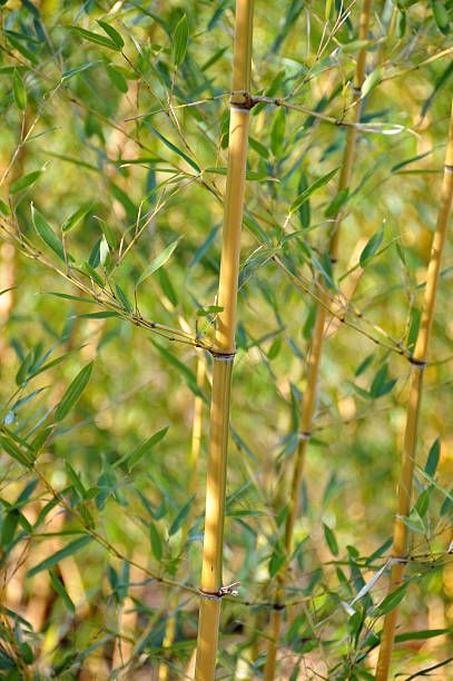 Tacuarilla Plant