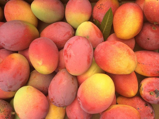 Van Dyke Pink Mango Plant 1.5m