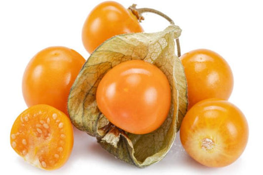 Physalis Pflanze - Kapstachelbeere