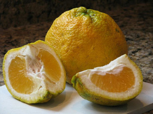 Planta de Apepu - Naranja Agria 1m