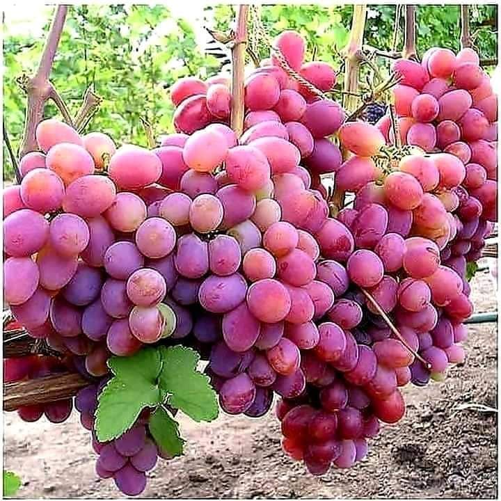 Pink Niagara Grape Plant
