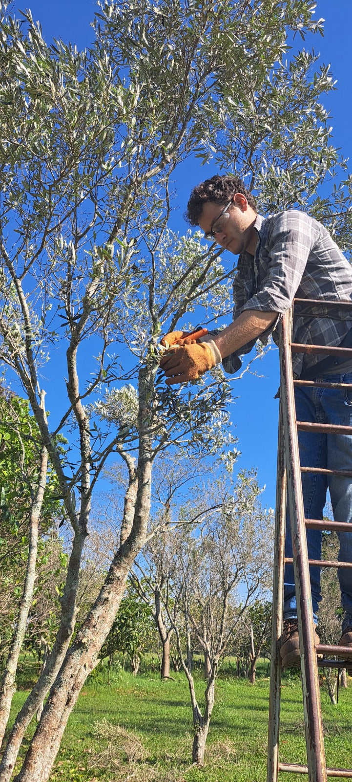 Pruning service