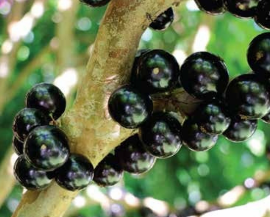 Yvapuru-Pflanze - Jabuticaba Hybrid 1m