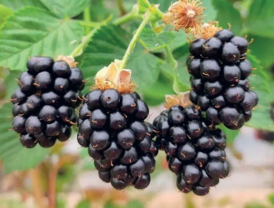 Dornenlose Brombeerpflanze (MORUS NIGRA) 