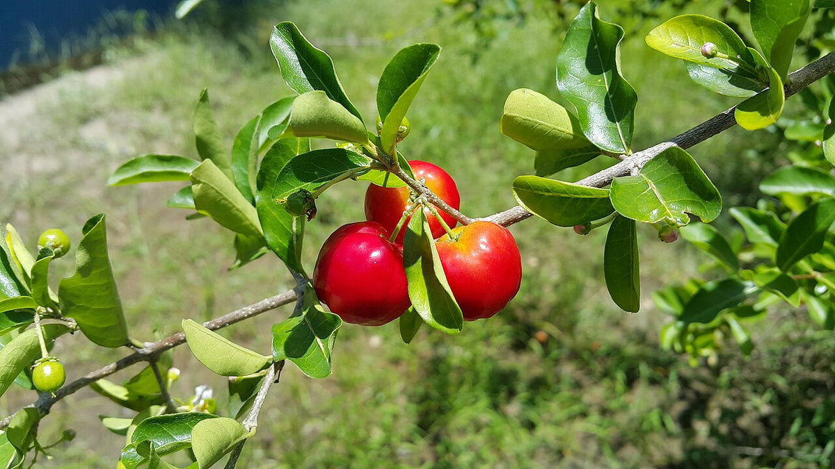 Acerola, planta de Pomelero
