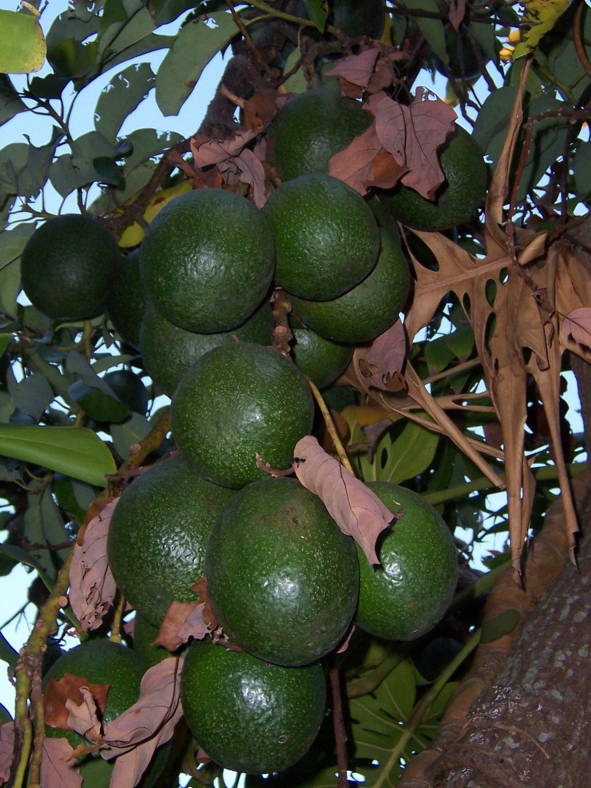 Aguacate Fortuna, planta de Pomelero