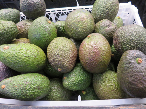 Aguacate Hass, planta de Pomelero