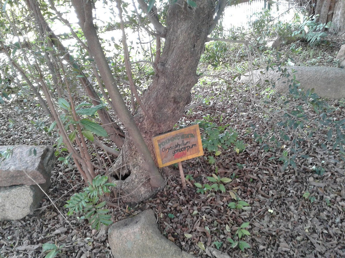 Aguaí, planta de Pomelero