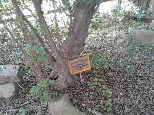 Aguaí, planta de Pomelero
