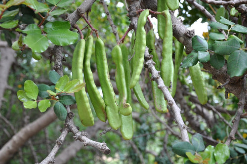 Algarrobo, planta de Pomelero