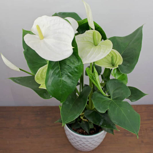 Anturio blanco mini