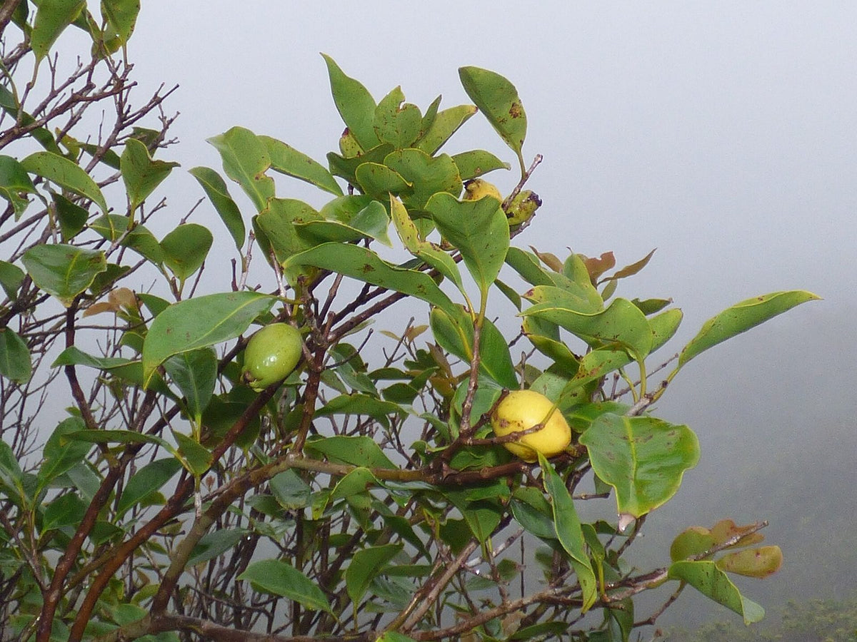 Arasa Amarillo, planta de Pomelero