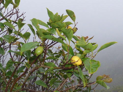Arasa Amarillo, planta de Pomelero