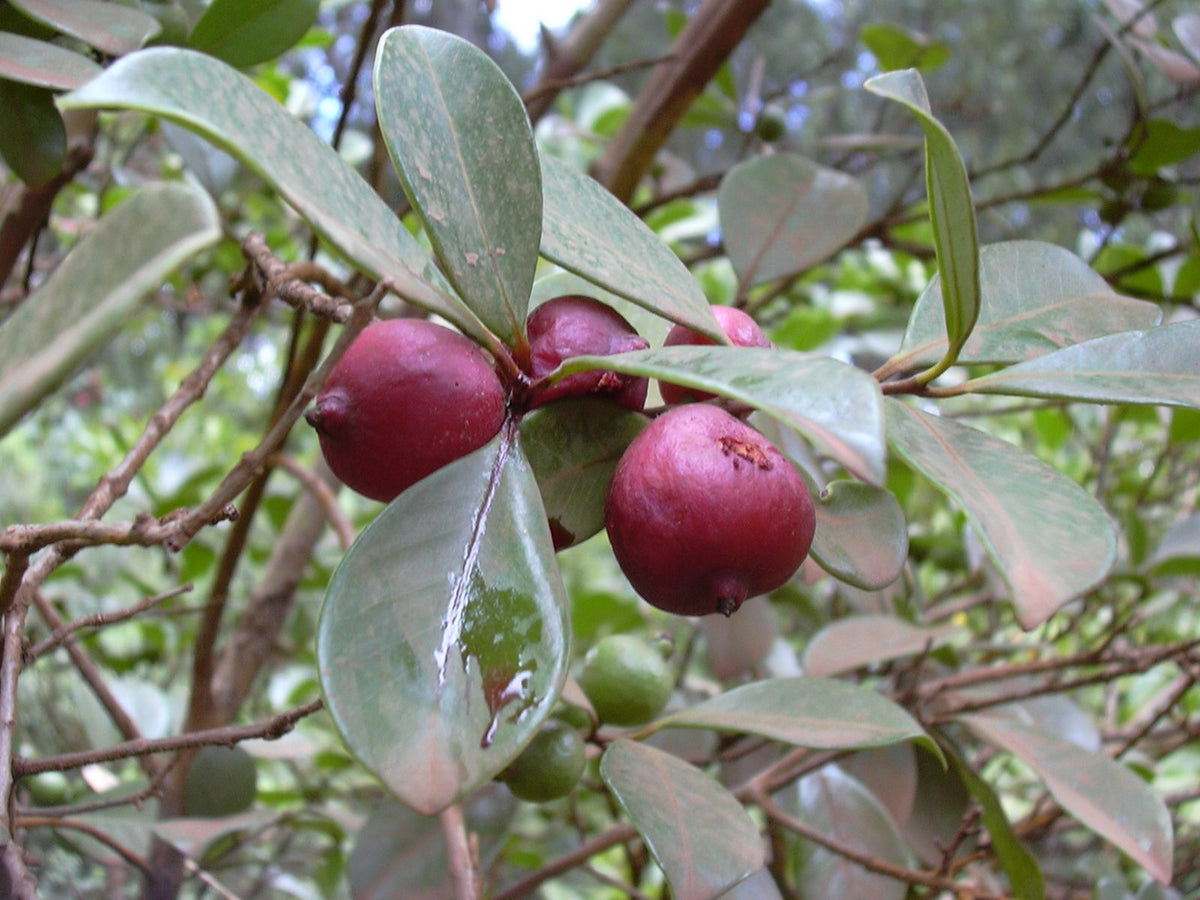 Arasa Rojo, planta de Pomelero