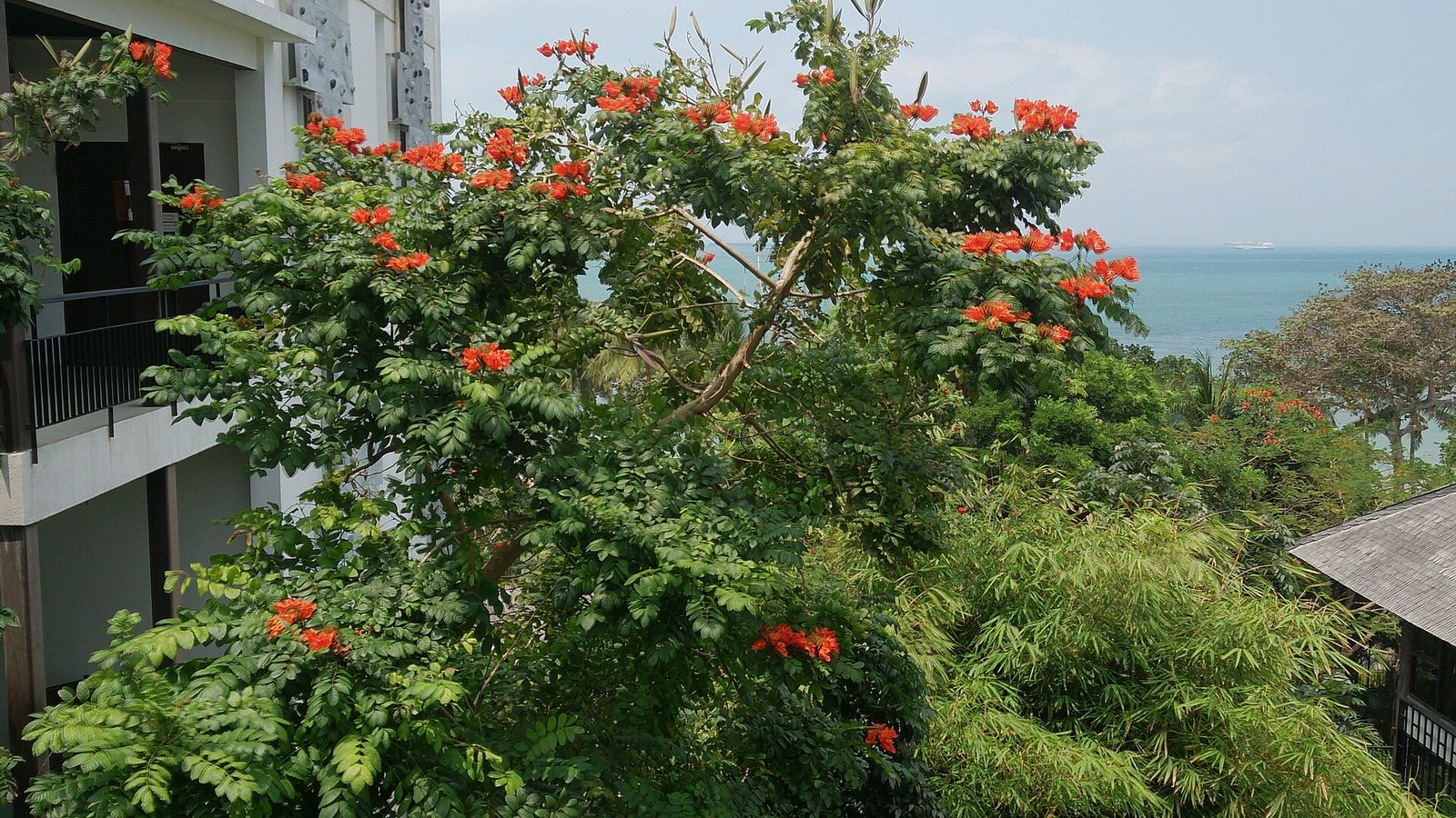 Árbol De Tulipán Africano, planta de Pomelero