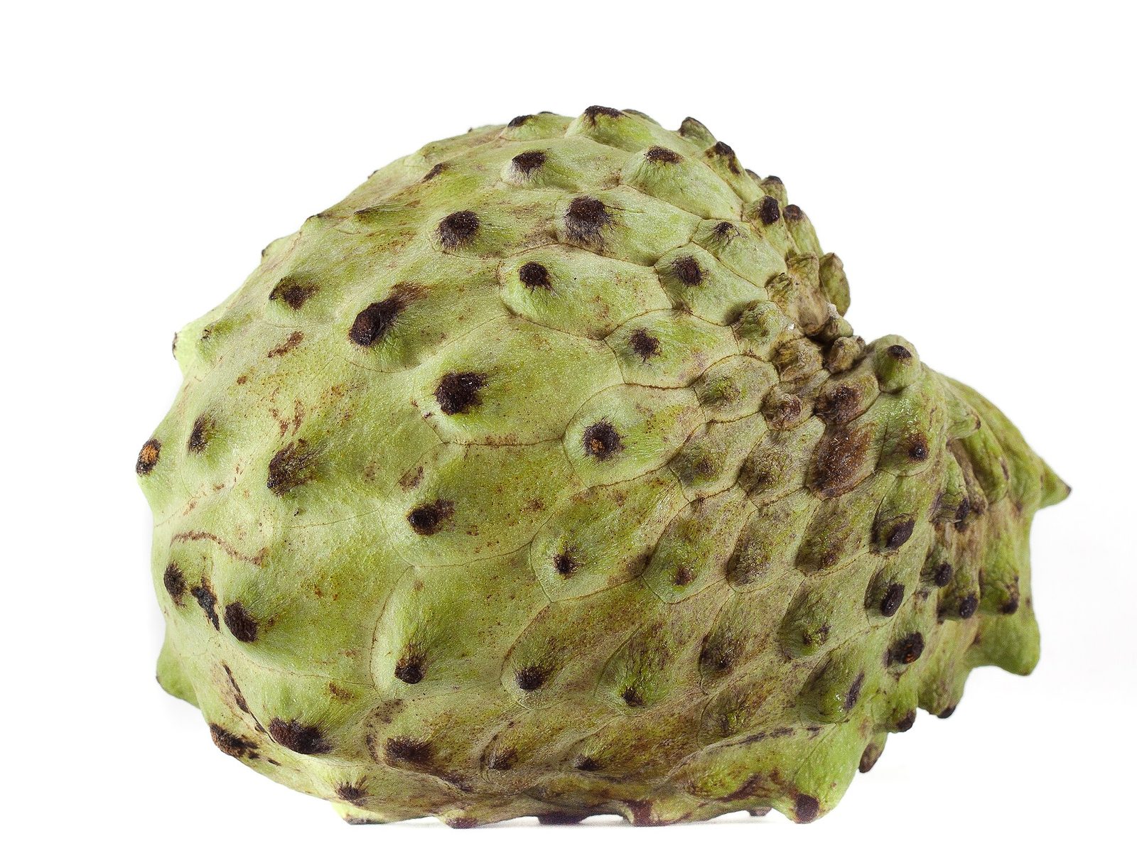 Atemoya, planta de Pomelero