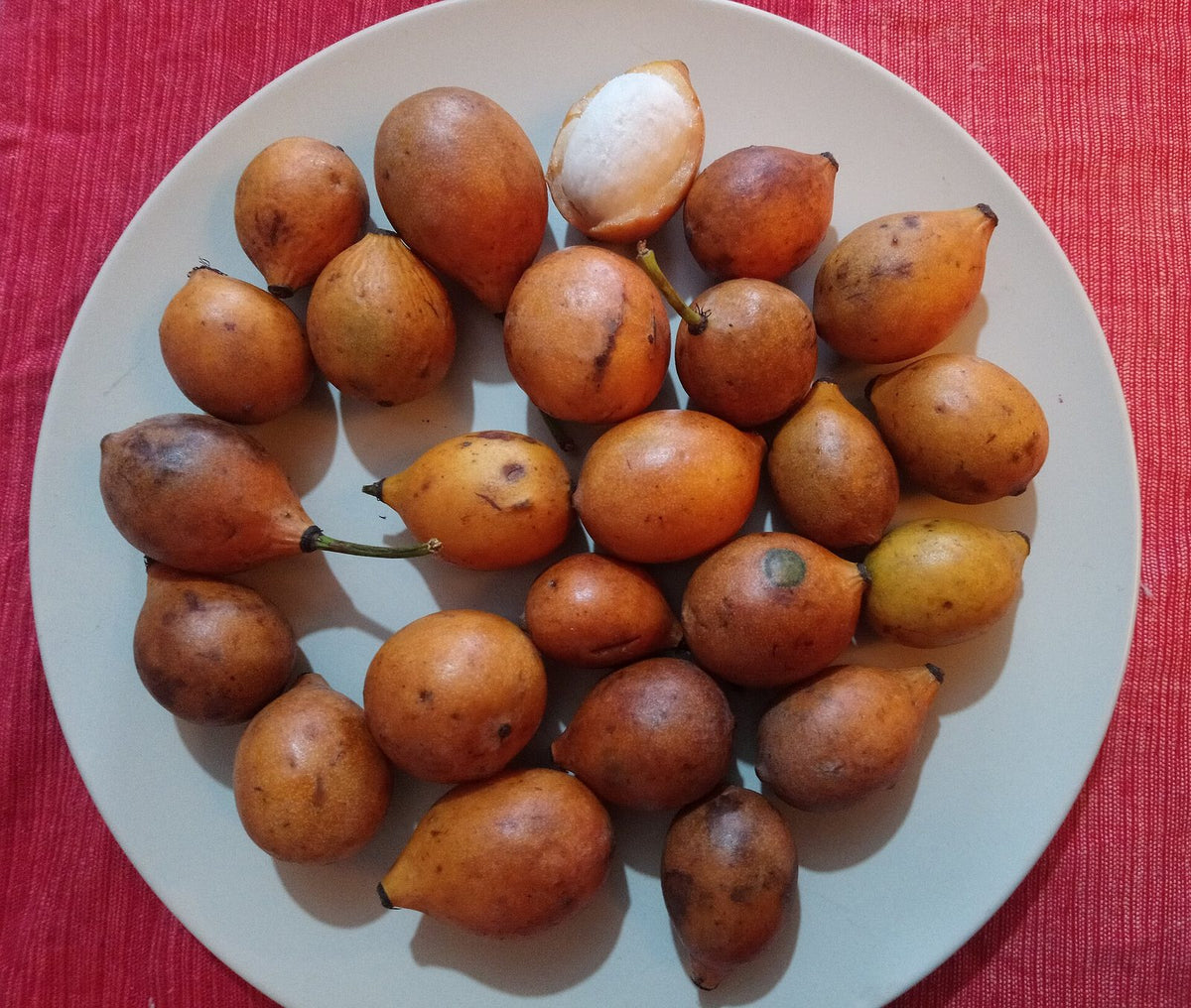 Bacupari, planta de Pomelero