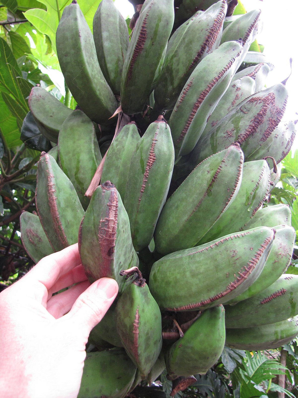 Banana Karape, planta de Pomelero
