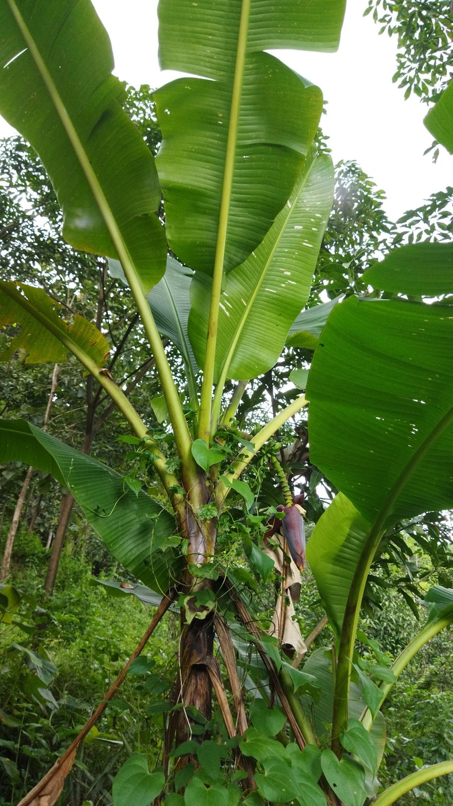 Banana Roja, planta de Pomelero