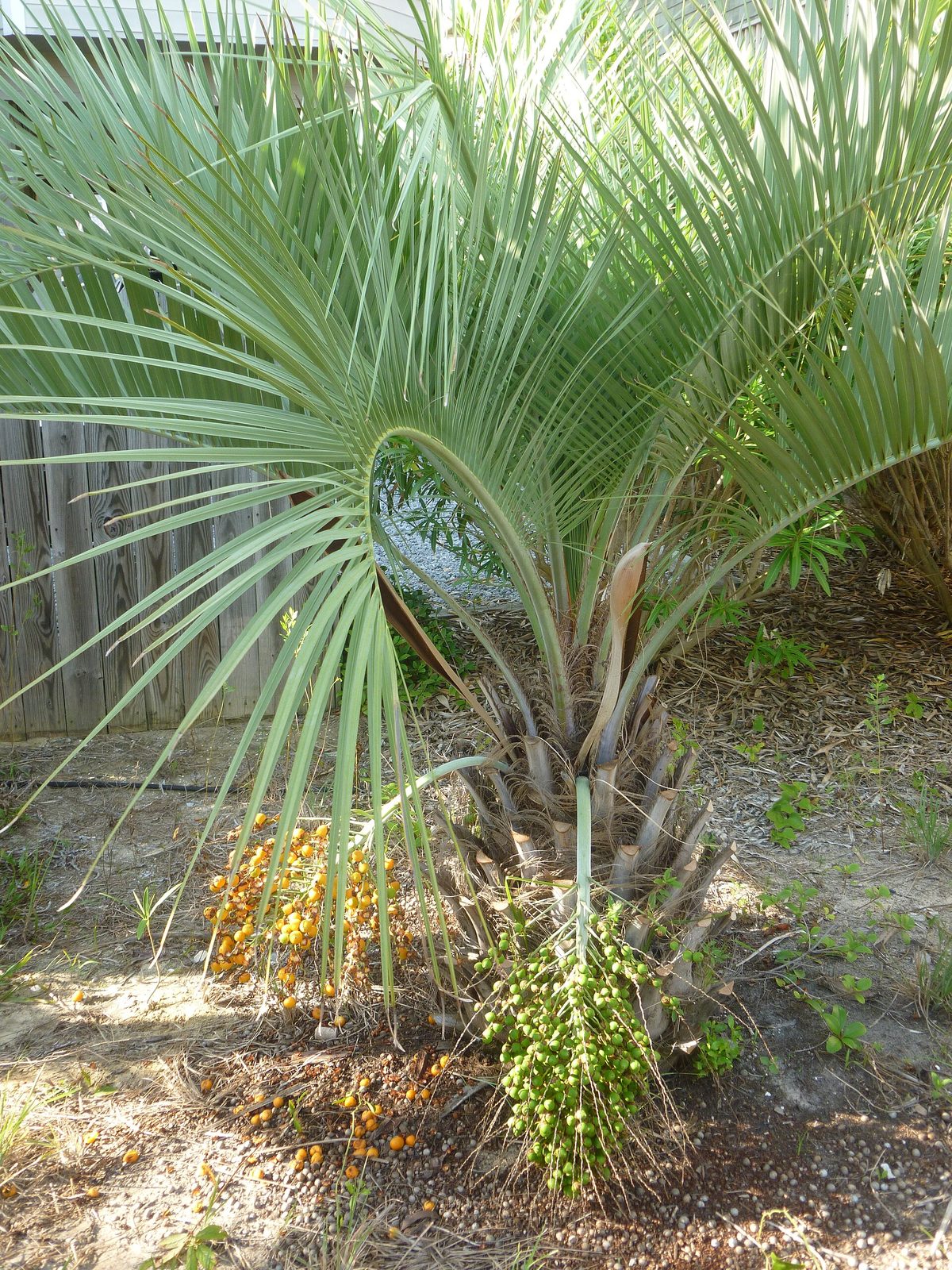 Butiá, planta de Pomelero