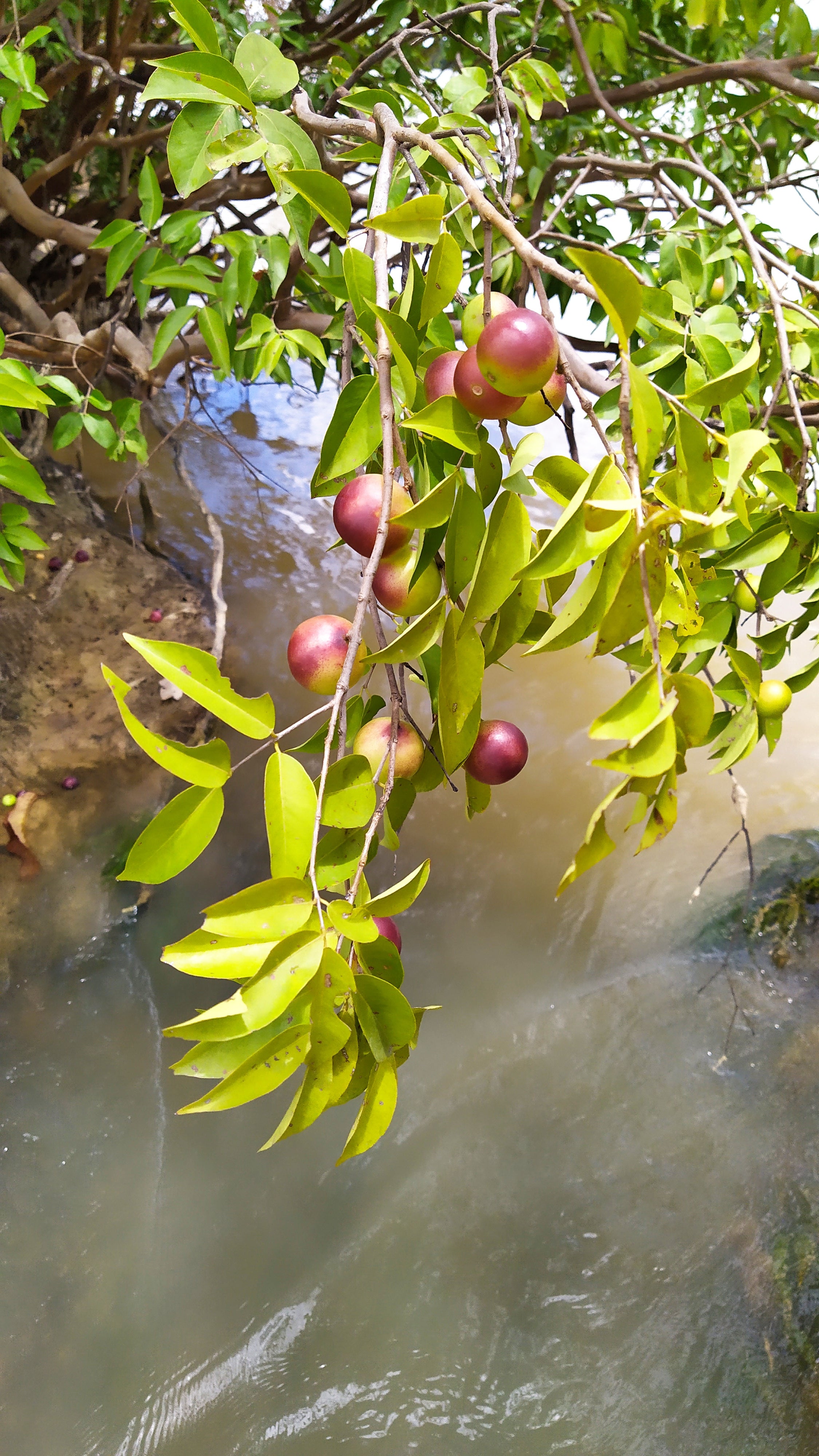 Camu Camu, planta de Pomelero