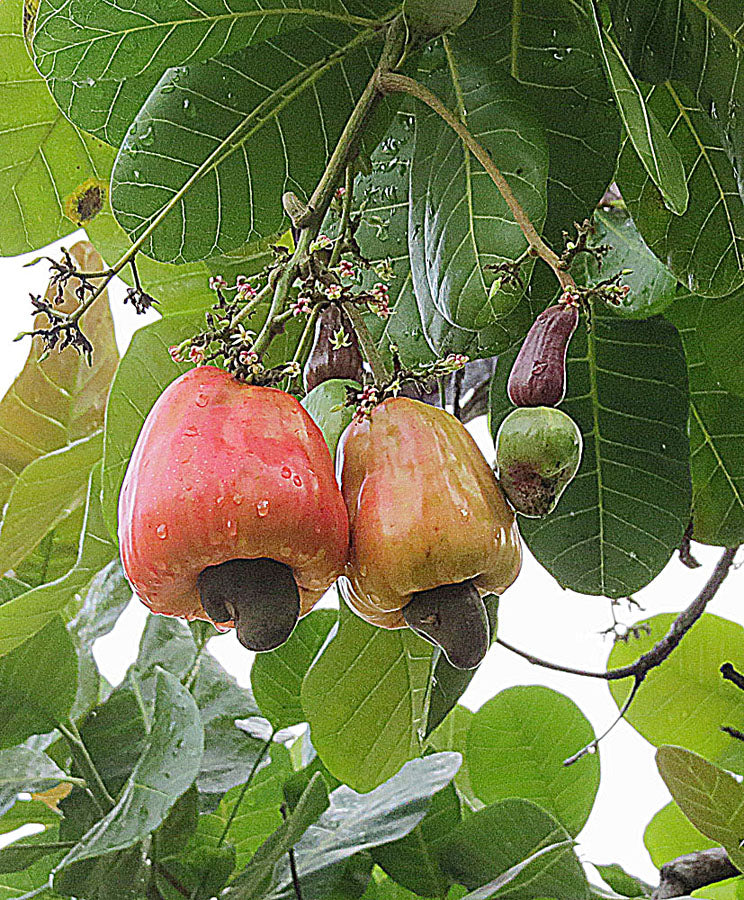 Castaña De Caju, planta de Pomelero