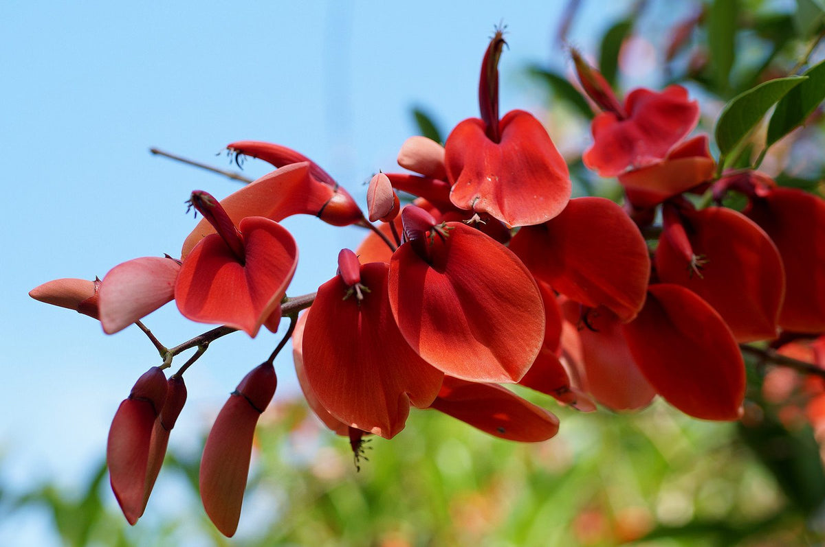 Ceibo, planta de Pomelero