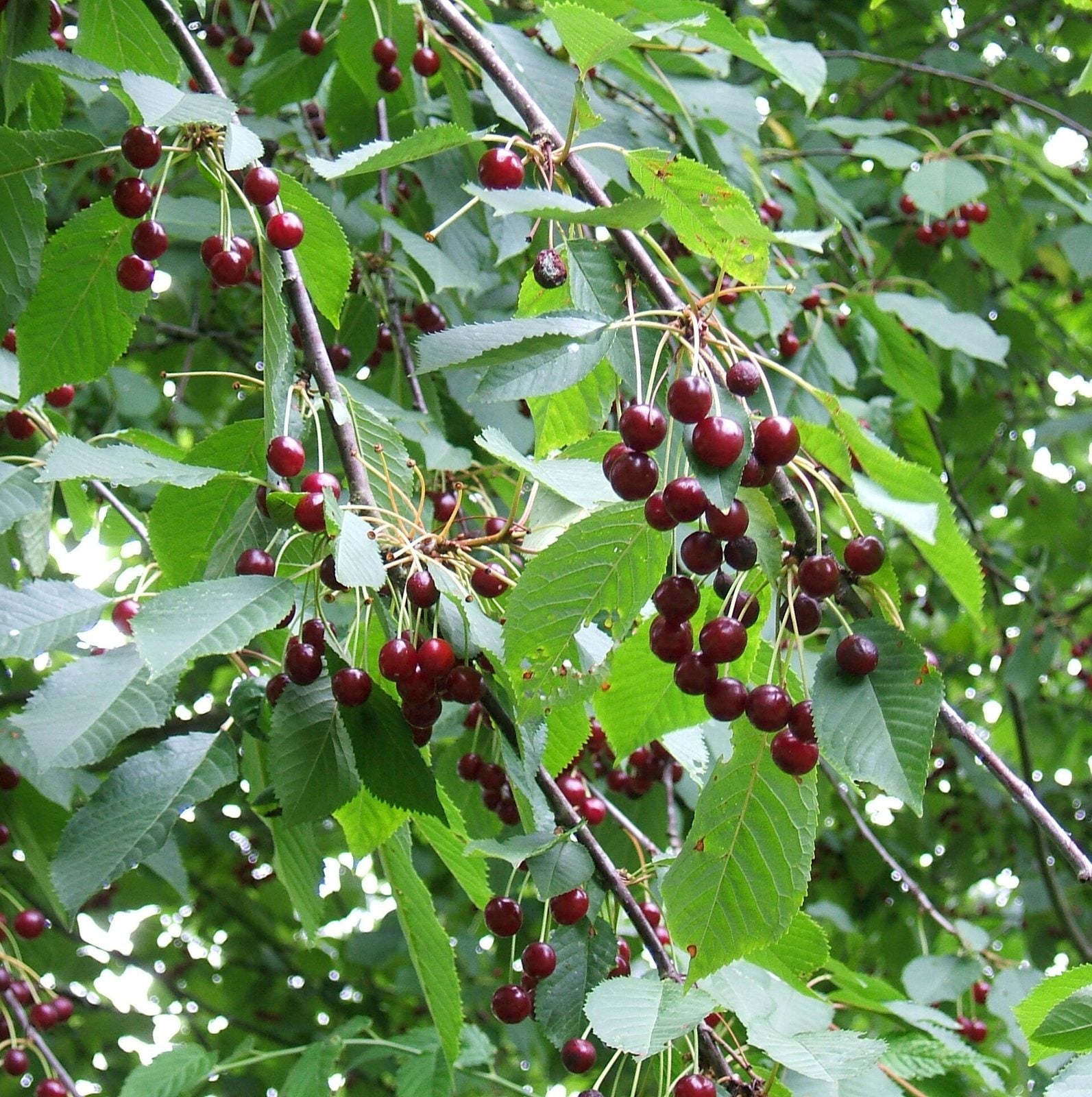 Cereza Fruta, planta de Pomelero