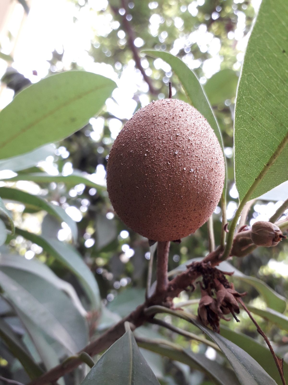 Chicozapote, planta de Pomelero