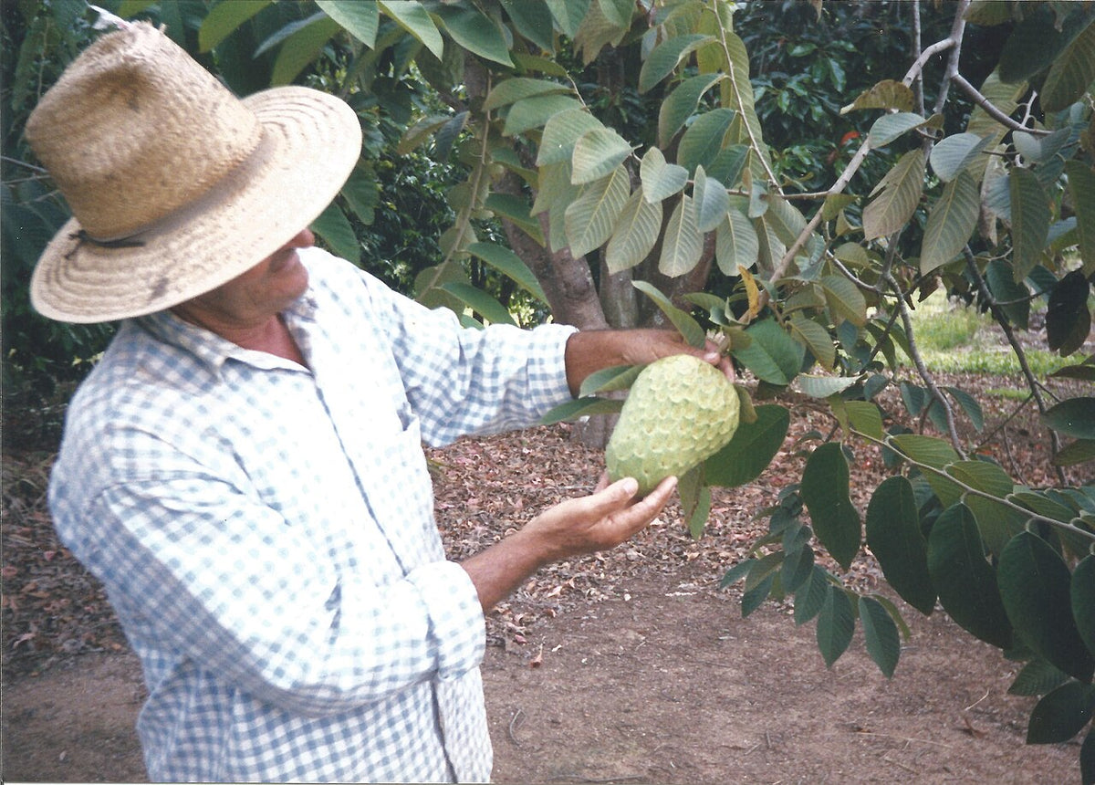 Chirimoya, planta de Pomelero