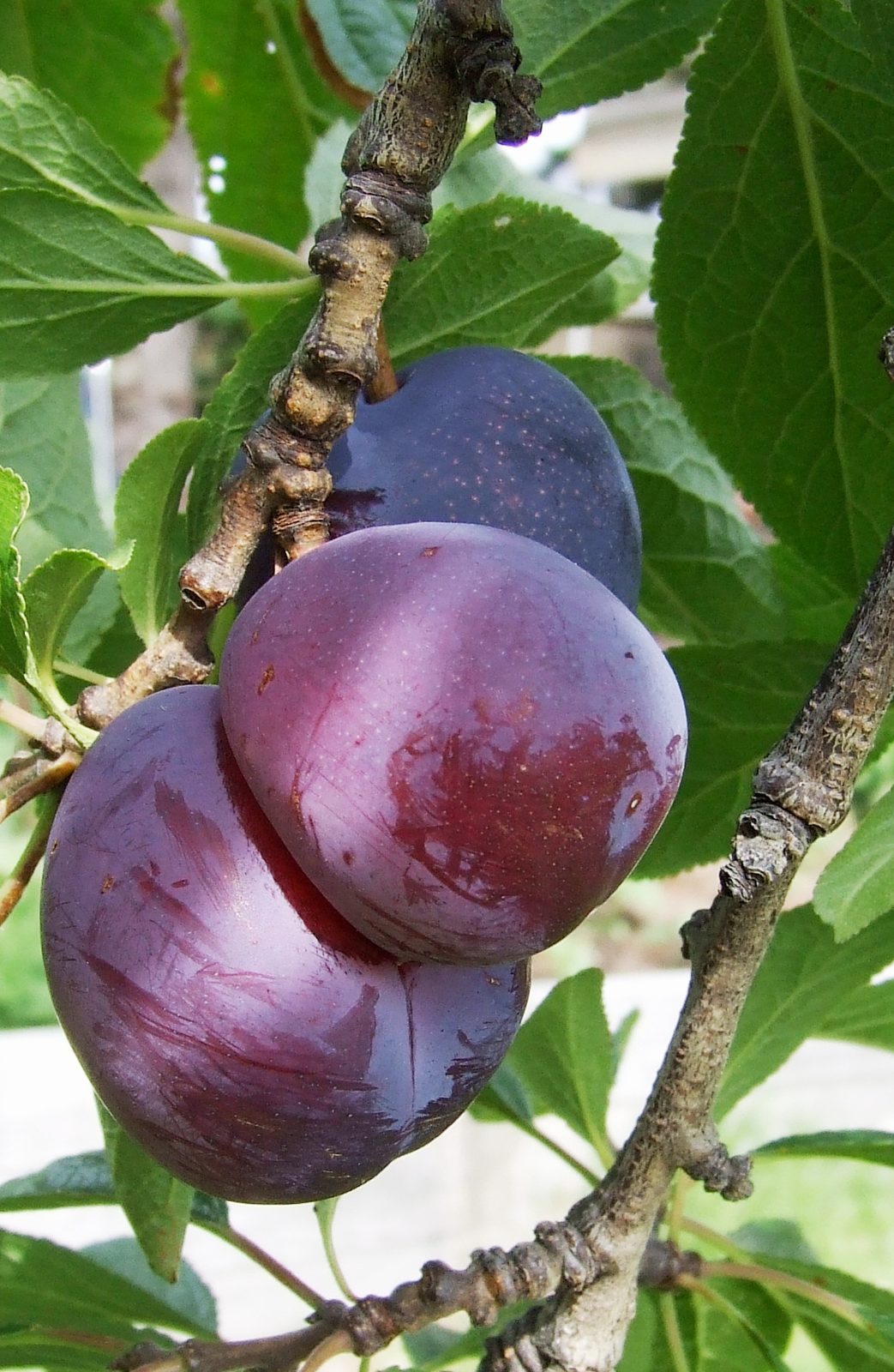 Ciruela Irati, planta de Pomelero