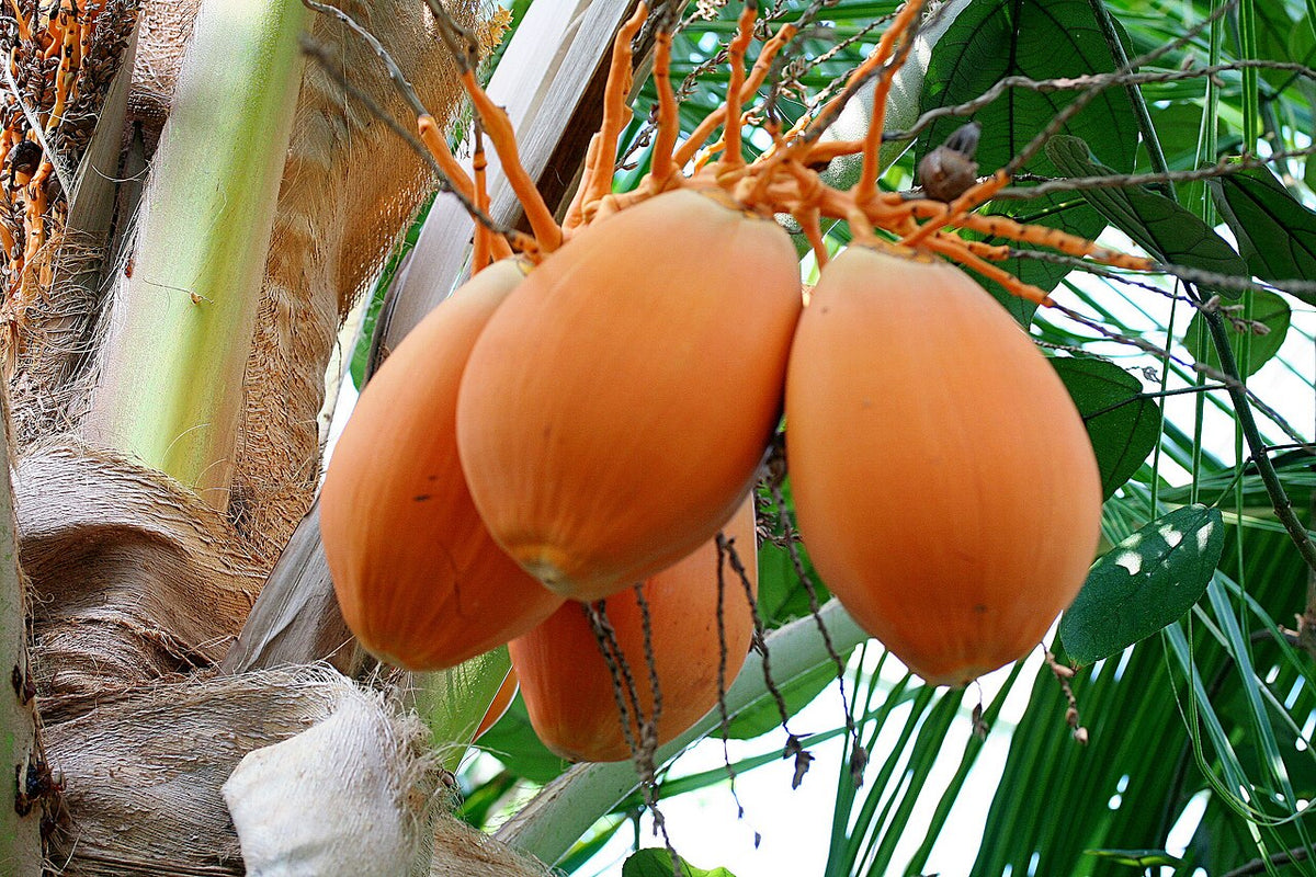 Coco Enano De Bahía, planta de Pomelero