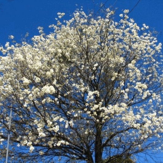 Lapacho Blanco M