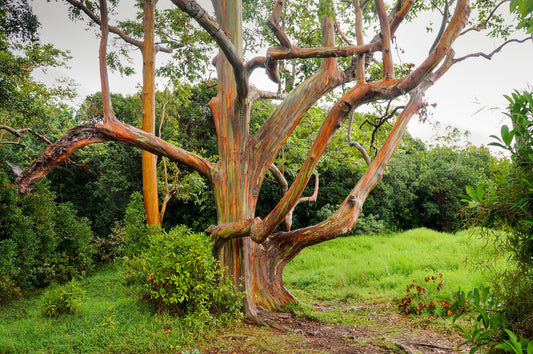 Eucalipto arco iris P