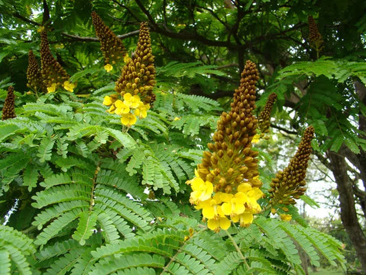 Sibipiruna G