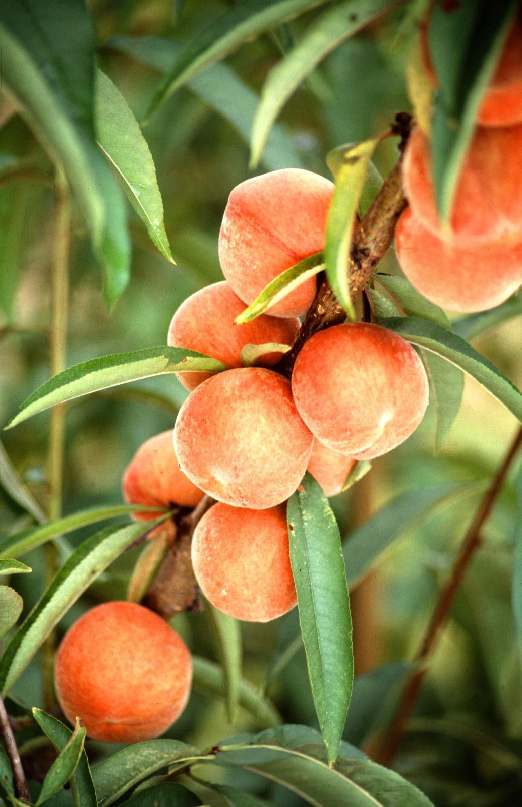 Durazno Chiripá, planta de Pomelero