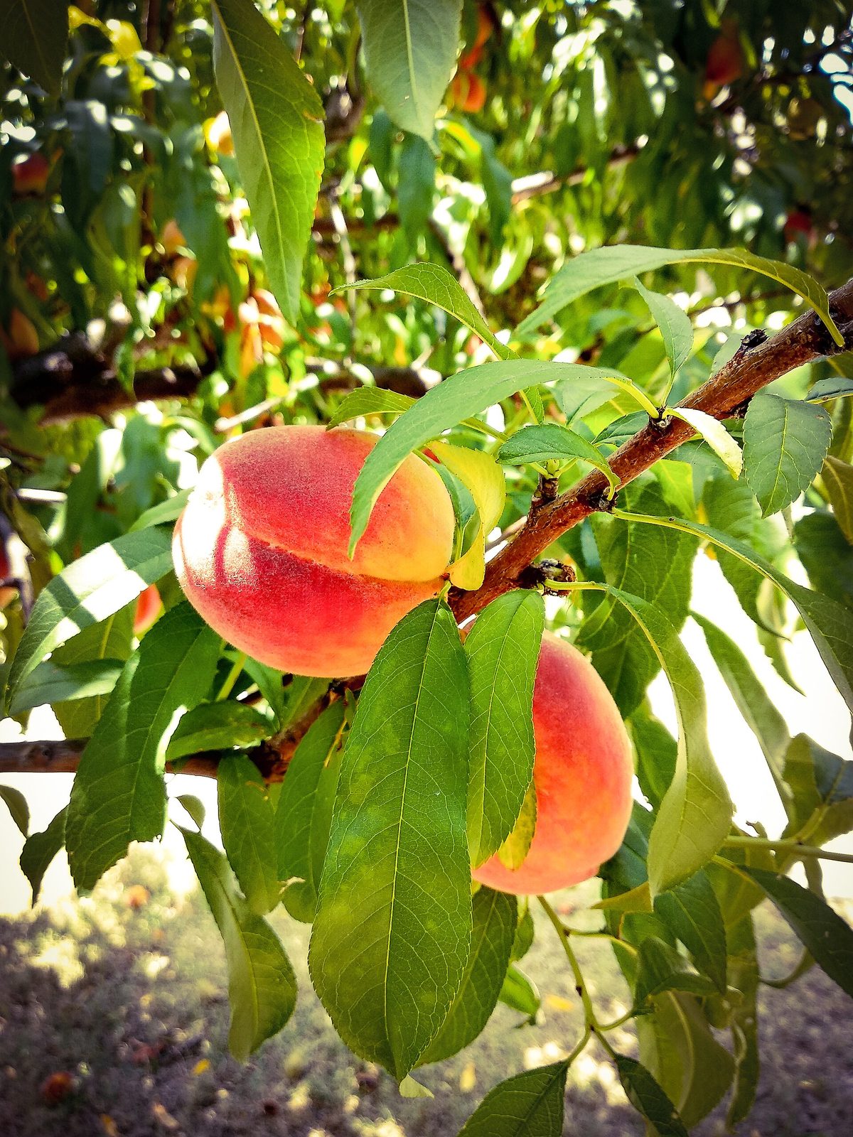 Durazno Oromiel, planta de Pomelero
