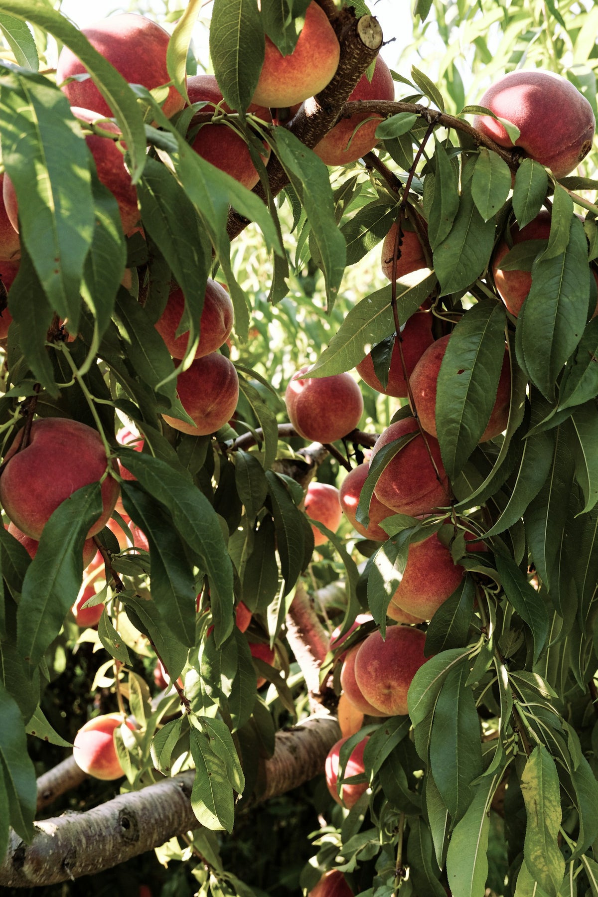 Durazno, planta de Pomelero