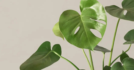 Monstera Deliciosa chico